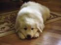 Luke's All Natural Pet Food Dog and Cat Photo Gallery