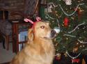 Luke's All Natural Pet Food Dog and Cat Photo Gallery
