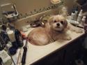 Luke's All Natural Pet Food Dog and Cat Photo Gallery