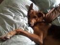 Luke's All Natural Pet Food Dog and Cat Photo Gallery