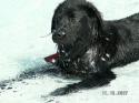 Luke's All Natural Pet Food Dog and Cat Photo Gallery