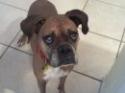Luke's All Natural Pet Food Dog and Cat Photo Gallery