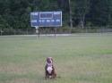 Luke's All Natural Pet Food Dog and Cat Photo Gallery