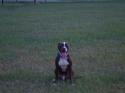 Luke's All Natural Pet Food Dog and Cat Photo Gallery