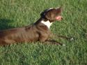 Luke's All Natural Pet Food Dog and Cat Photo Gallery