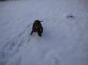 Luke's All Natural Pet Food Dog and Cat Photo Gallery