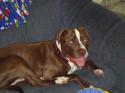 Luke's All Natural Pet Food Dog and Cat Photo Gallery