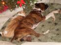 Luke's All Natural Pet Food Dog and Cat Photo Gallery