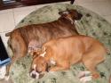Luke's All Natural Pet Food Dog and Cat Photo Gallery