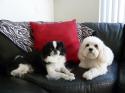 Luke's All Natural Pet Food Dog and Cat Photo Gallery