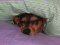 Luke's All Natural Pet Food Dog and Cat Photo Gallery