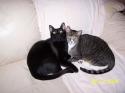 Luke's All Natural Pet Food Dog and Cat Photo Gallery