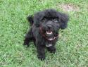 Luke's All Natural Pet Food Dog and Cat Photo Gallery