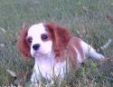 Luke's All Natural Pet Food Dog and Cat Photo Gallery