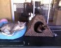 Luke's All Natural Pet Food Dog and Cat Photo Gallery