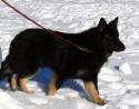 Luke's All Natural Pet Food Dog and Cat Photo Gallery