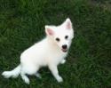 Luke's All Natural Pet Food Dog and Cat Photo Gallery