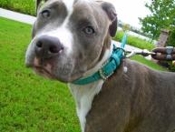 Luke's All Natural Pet Food Dog and Cat Photo Gallery
