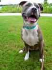 Luke's All Natural Pet Food Dog and Cat Photo Gallery