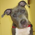 Luke's All Natural Pet Food Dog and Cat Photo Gallery