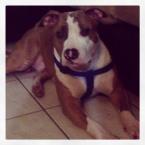 Luke's All Natural Pet Food Dog and Cat Photo Gallery