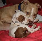 Luke's All Natural Pet Food Dog and Cat Photo Gallery