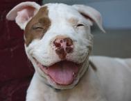 Luke's All Natural Pet Food Dog and Cat Photo Gallery