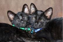 Luke's All Natural Pet Food Dog and Cat Photo Gallery