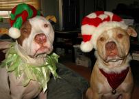 Luke's All Natural Pet Food Dog and Cat Photo Gallery