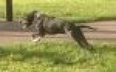 Luke's All Natural Pet Food Dog and Cat Photo Gallery