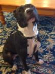 Luke's All Natural Pet Food Dog and Cat Photo Gallery