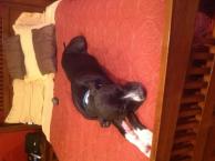 Luke's All Natural Pet Food Dog and Cat Photo Gallery