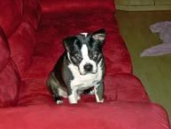 Luke's All Natural Pet Food Dog and Cat Photo Gallery