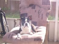 Luke's All Natural Pet Food Dog and Cat Photo Gallery