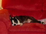 Luke's All Natural Pet Food Dog and Cat Photo Gallery