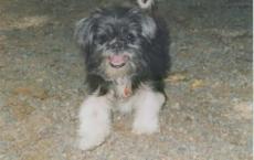 Luke's All Natural Pet Food Dog and Cat Photo Gallery