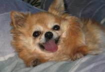 Luke's All Natural Pet Food Dog and Cat Photo Gallery