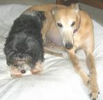 Luke's All Natural Pet Food Dog and Cat Photo Gallery