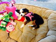 Luke's All Natural Pet Food Dog and Cat Photo Gallery