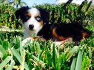 Luke's All Natural Pet Food Dog and Cat Photo Gallery