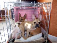 Luke's All Natural Pet Food Dog and Cat Photo Gallery
