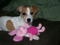 Luke's All Natural Pet Food Dog and Cat Photo Gallery