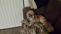 Luke's All Natural Pet Food Dog and Cat Photo Gallery
