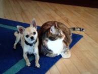Luke's All Natural Pet Food Dog and Cat Photo Gallery