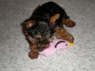 Luke's All Natural Pet Food Dog and Cat Photo Gallery