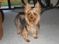 Luke's All Natural Pet Food Dog and Cat Photo Gallery