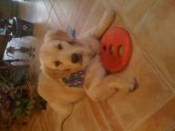 Luke's All Natural Pet Food Dog and Cat Photo Gallery