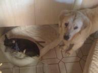 Luke's All Natural Pet Food Dog and Cat Photo Gallery