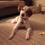 Luke's All Natural Pet Food Dog and Cat Photo Gallery