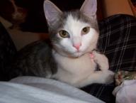 Luke's All Natural Pet Food Dog and Cat Photo Gallery